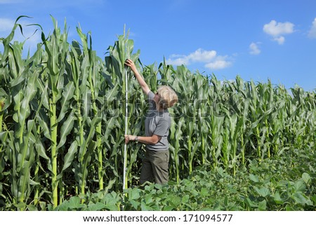 Female agricultural expert inspecting quality of corn