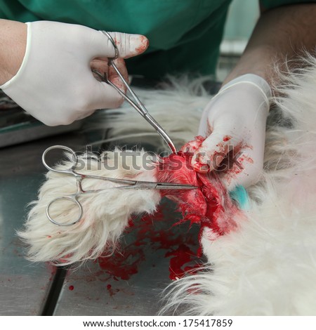 Veterinarian Surgery, Fixing Of Wounded Dog Leg