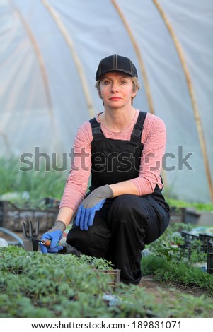Farmer planting tomato seedlings in a greenhouse, real people no retouch
