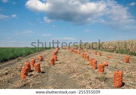 Agriculture, bags with onion after harvest in field, rural scene