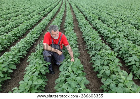 Farmer or agronomist examine soybean plant in field