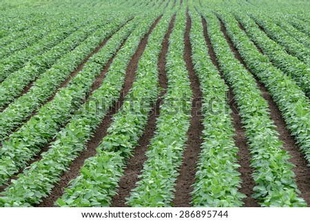 Agriculture, green cultivated soy bean field in early summer