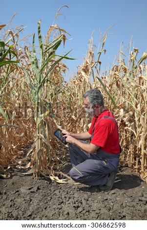 Farmer or agronomist examine corn plant in field using tablet, harvest time
