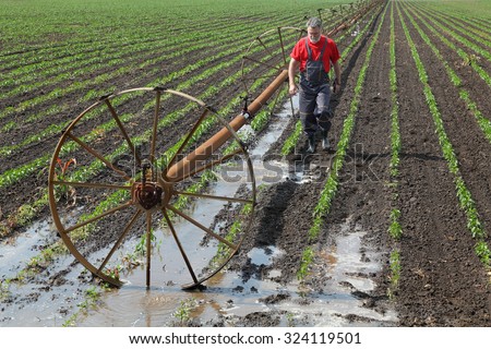 Agricultural scene, farmer in paprika field and irrigation system