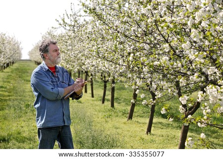 Agronomist or farmer examine blooming cherry trees in orchard, and writing data