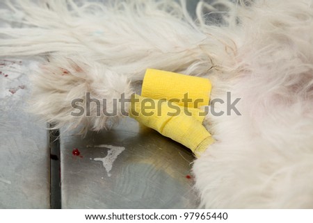 Fixing of wounded dog leg with bandage