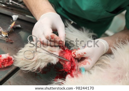 Veterinarian surgery,  taking pin out and  fixing wounded dog leg