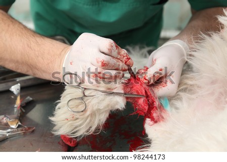 wounded puppy