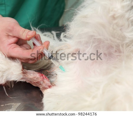 Veterinarian surgery, giving injection to  injured dog