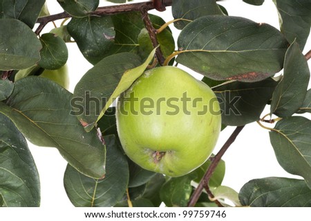 Quince fruit  on branch