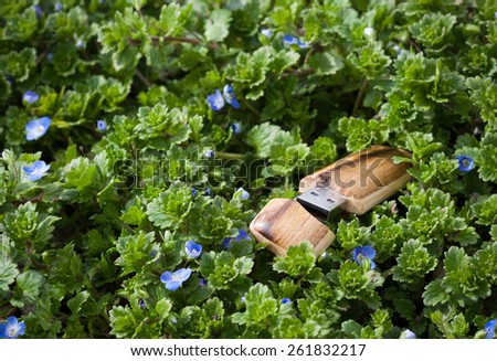 USB flash drive in special wood shell cladding, shot as outdoor macro scene with green organic authentic forget-me-not flowers and their blue blossoms, symbolizing digital approach in bio science