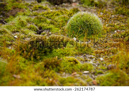 Macro close up image of tiny rocks and soil covered with real green wet humid moist authentic moss, symbolizing bonsai like preserved miniature world of evergreen natural environment