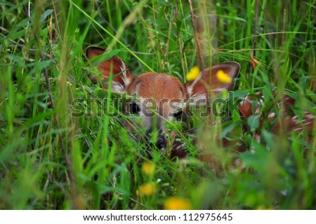 Peek a Boo I see you\
an hours old fawn lays hidden in the grass. This is a sight not commonly seen. Fawns lay extremely quietly. Many times people walk within feet and not see the little treasure.