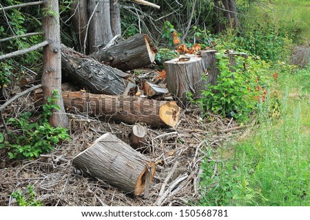 Cutting down trees to split for winter firewood near Mount Vernon, Washington