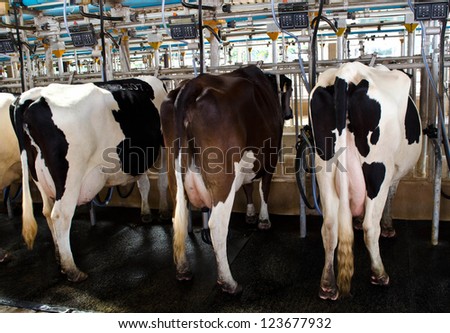 cow milking factory