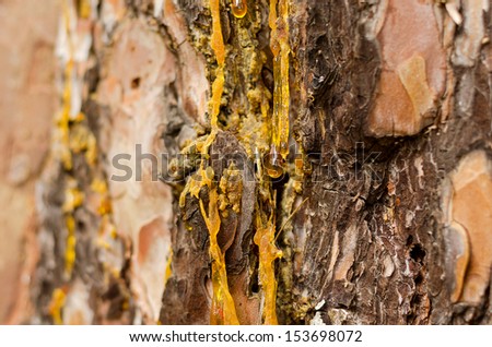 The drops of resin flow down on the bark of pine-tree a large plan.
