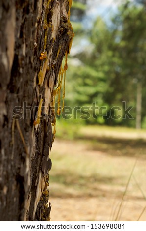 The drops of resin flow down on the bark of pine-tree a large plan.