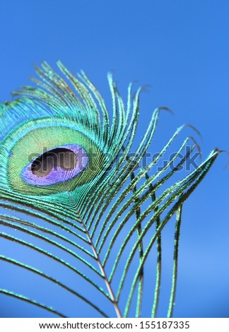 Peacock plume under blue sky