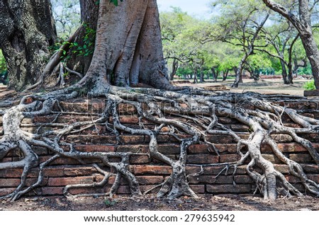 Root tree on the antique Brick wall. Texture.