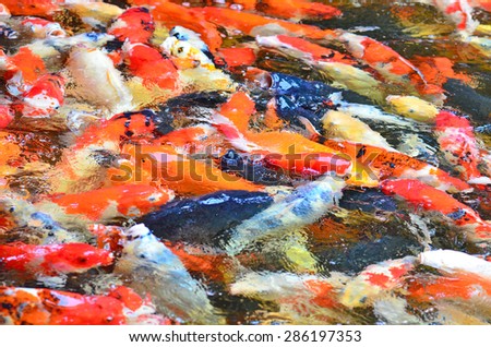 Blurry of fancy carp fish.Background texture