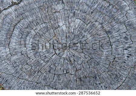 Cross section of tree. Wood cross texture