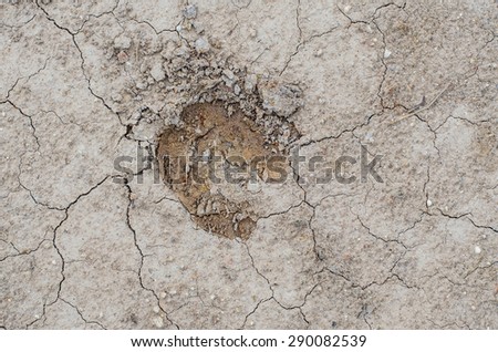 Cow footprint on dried soil. Cracked soil background.