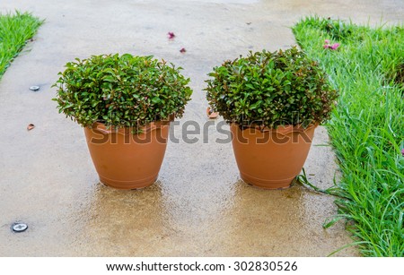 Plant in pot. Plant named Sessile joyweed in plastic pot. Outdoor.