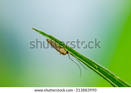 Small insect on green leave.Macro photography.