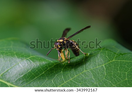 Wasp is eating small caterpillar on green leaf.