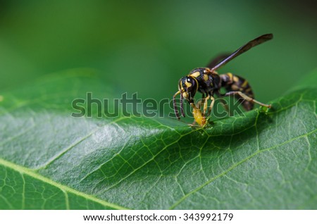 Wasp is eating small caterpillar on green leaf.