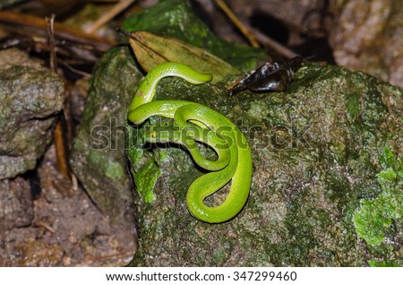Green pit viper, Asian pit viper.Scientific name Trimeresurus.