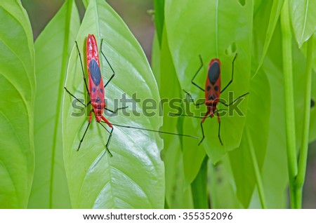 Red bug on green leaf. Long Bodied bug.Scientific name Lohita grandis