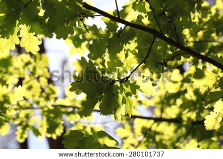 Oak leaves close-up. The sun streaming through the leaves