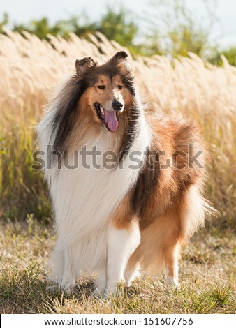 Portrait Of Purebred Dog Rough Collie.