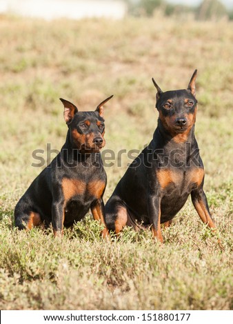 Portrait of purebred Miniature Pinscher Dogs