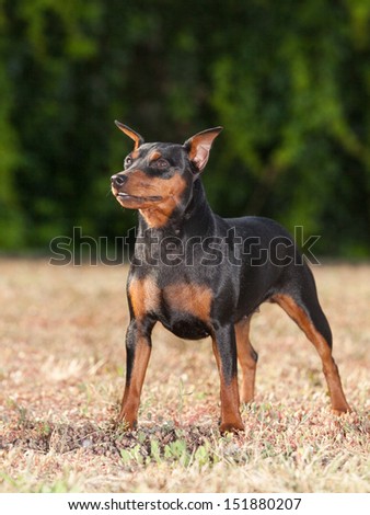 Portrait of purebred Miniature Pinscher Dog