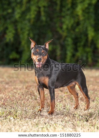 Portrait of purebred Miniature Pinscher Dog
