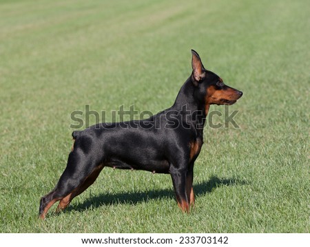 purebred Miniature Pinscher Dog