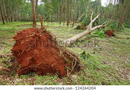 Storm damage. Fallen rubber trees after a storm.