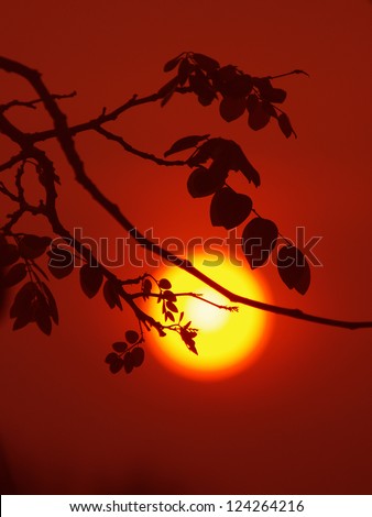 leaf silhouette and sun