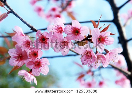 Pink Blossom Sukura Flowers On A Spring Day In Thailand