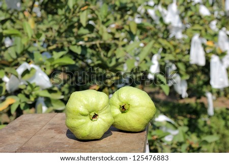 Guavas fruit in Garden / farm of guava/ Psidium guajava in autumn