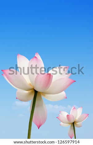 Beautiful lotus on blue sky , Pink water lily flower