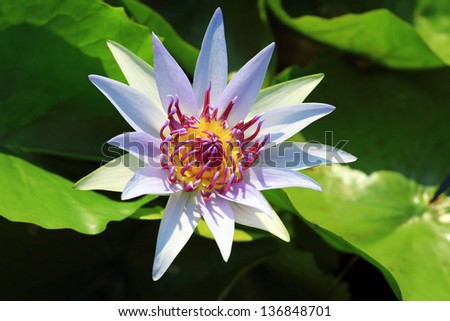 blue lotus blossoms or water lily flowers blooming on pond