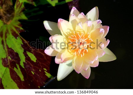 yellow lotus blossoms or water lily flowers blooming on pond