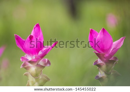 Curcuma alismatifolia, Siam tulip or summer tulip or dok krajiao is a tropical plant native to eastern Thailand (Chaiyaphum Province) and Cambodia.