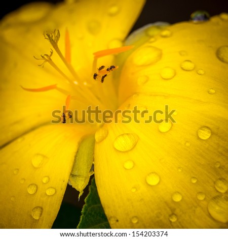 Yellow flower petals with water drops and ants
