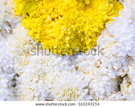 yellow and white White chrysanthemum background