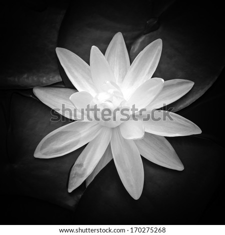 Lotus Flower on black background