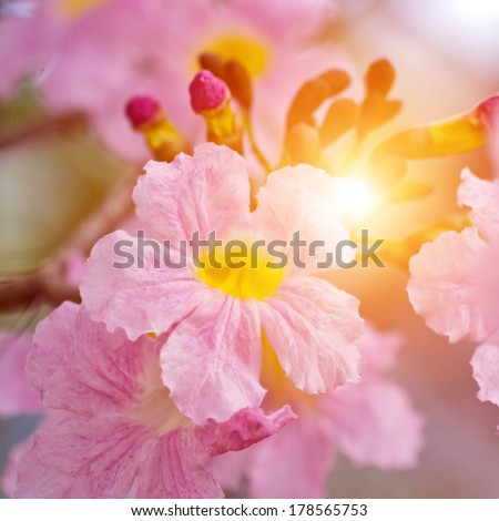 Pink trumpet tree flower blooming in valentine\'s day like sweet dream (Tabebuia rosea, Family Bignoniaceae, common name Pink trumpet, Rosy trumpet, Pink Poui, Pink Tecoma